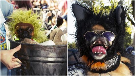 Doggone Cute Photos Of New Yorks Canine Costume Contest York Dog