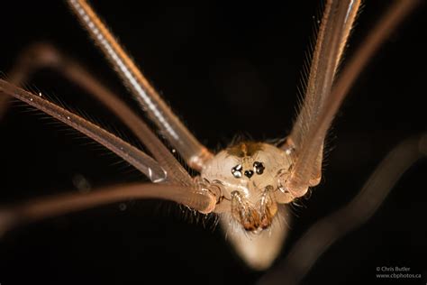 Female Cellar Spider Closeup Rspiders