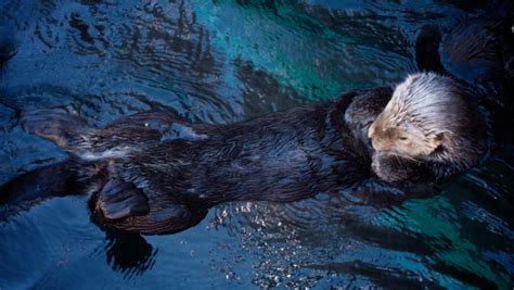 The Fantastic Fur Of Sea Otters Pbs And The Bbc Present ‘big Blue
