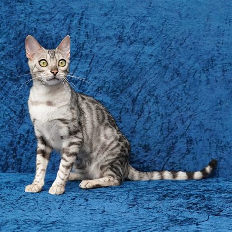 Ashmiyah Bengal Cats Registered Breeder In Australia