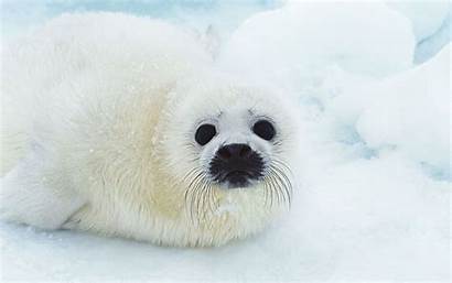 Seal Animal Wallpapers Seals Background Kingdom Facts
