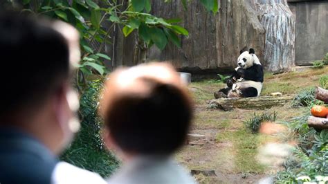 An An Worlds Oldest Male Giant Panda Dies In Hong Kong At Age 35 Cnn