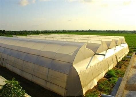 Naturally Ventilated Greenhouses At Rs 844 Square Meter Naturally