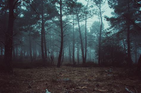 500 Dark Forest Pictures Hd Download Free Images On Unsplash