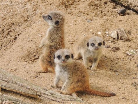 Compare The Meerkats Baby Oleg And Co Meerkat Mammals Animals