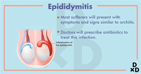 antibiotics for epididymitis orchitis