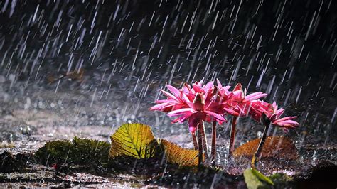 Rain Falling On Flowers