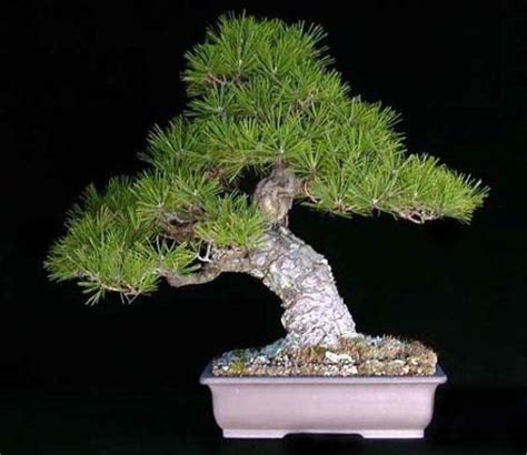 The Most Beautiful And Unique Bonsai Trees In The World Bonsai Plants