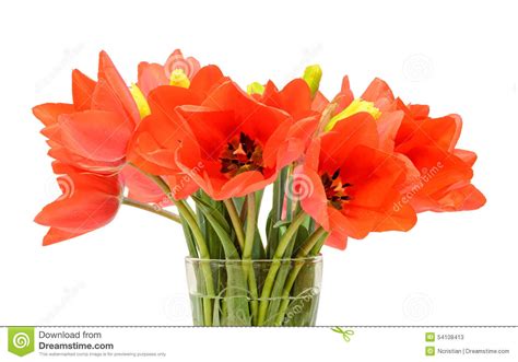 Wir bei regionsflorist haben die schönsten sträuße, die aus verschiedenen. Rote Tulpen Blüht, Blumengesteck (Blumenstrauß), In Einem Transparenten Vase, Weißer Hintergrund ...