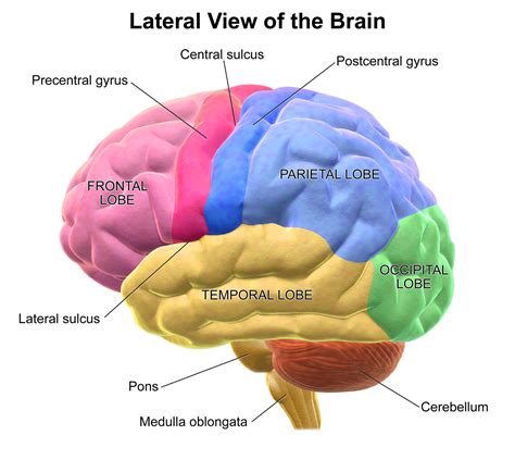 4 Neuroanatomy And Image Atlas Notes Of Analysis Of Functional MRI