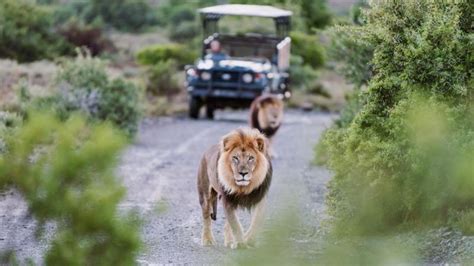 9 Day Johannesburg Kruger National Park And Cape Town Safari Package