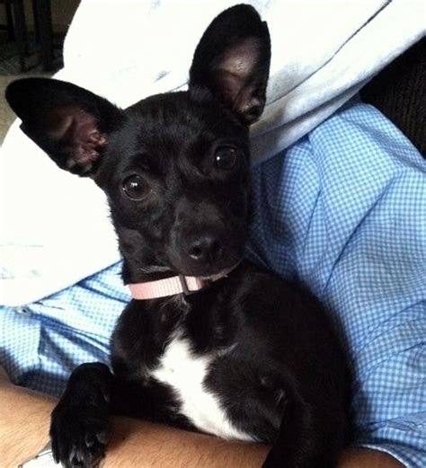 Full Grown Jack Russell Chihuahua Mix Black And White Pets Lovers