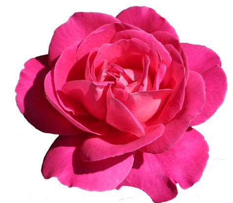 Pink Rose Png Hot Pink Flower Clipart Transparent Png 4128706