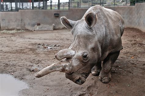 The Northern White Rhinos Are Almost All Gone Wired