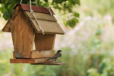 Attracting Autumn Birds To Your Garden The Bird House