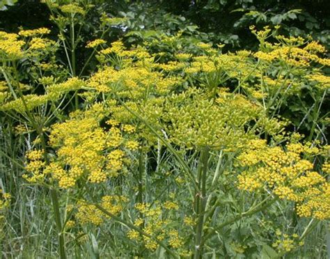 Pin By Gloria On Good To Know Wild Parsnip Plants Invasive Plants