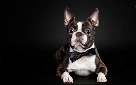 99 French Bulldogs Wallpapers
