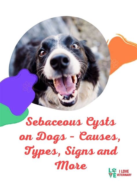 Sebaceous Cysts On Dogs Causes Types Signs And More I Love