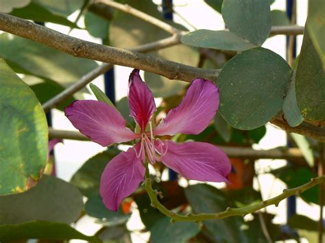 Bauhinia X Blakeana Blakes Bauhinia Camels Foot Hong Kong Orchid