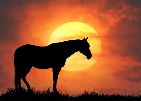 Sunset Horse Silhouette Free Stock Photo Public Domain Pictures