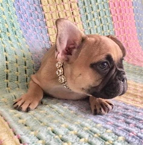 One of a kind bulldog rescue find a trainer near by you one of a kind bulldog rescues. French Bulldog Rescue Az - petfinder