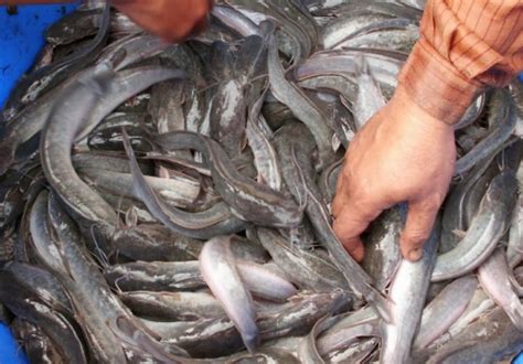 Budidaya Ikan Lele Bisa Menjadi Peluang Bisnis Menguntungkan