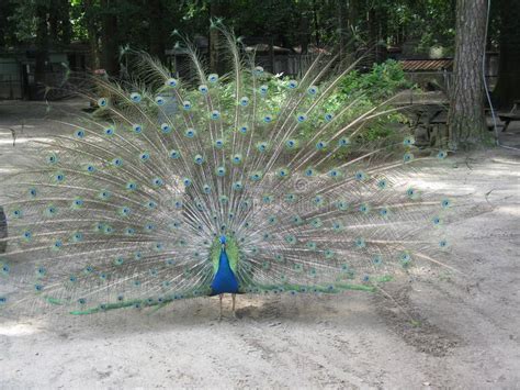 In male of all bird breeds, this occurs under the influence of testosterone, which has other familiar effects, such as muscle hypertrophy, an increase in aggressive behavior, and a decrease in the fat stores birds require in the fall to prepare for long. 86 Peacock Its Tail Feathers Open Photos - Free & Royalty ...