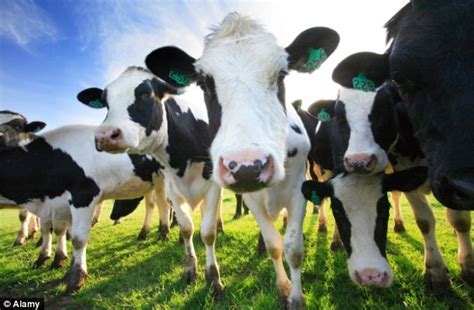 Scientists Genetically Modify Cows To Remove Their Horns In Health And