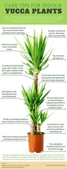 Growing Yucca Plants Infographic Yucca Plant Care