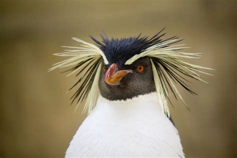 Meet All 18 Penguin Species In One Documentary Nexus Newsfeed