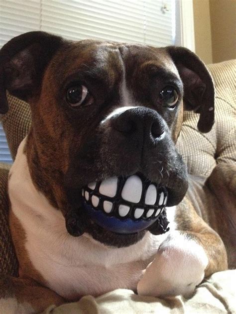 31 Boxer Dogs That Will Surely Get You A Laugh The Paws