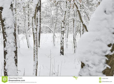 The Winter Forest In Ukraine Stock Photo Image Of Snowflakes Forest