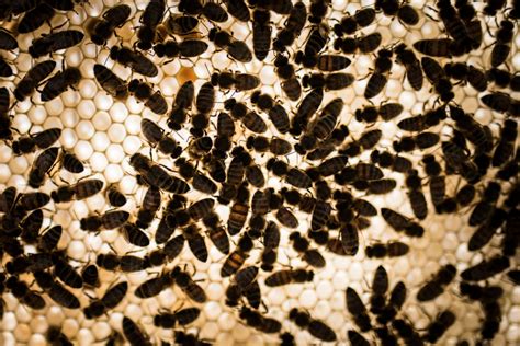 6 000 Bees Removed From Inside Wall Of Omaha Couple’s Home Wnct