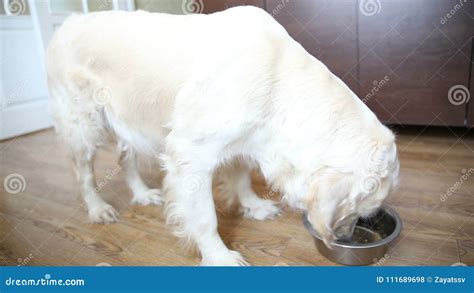 Proper Nutrition Of Domestic Animals The Dog Eats Natural Food With