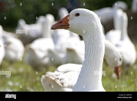 Goose Running Free Outside Stock Photo Alamy