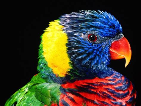 Colorful Parrots Hd Wallpapers Pretty Birds Beautiful Birds Animals