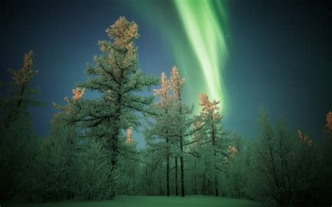 Aurora Borealis Over Winter Forest