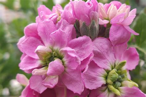 Matthiola Incana Plant With Pink Flowers Stock Image Image Of Flower