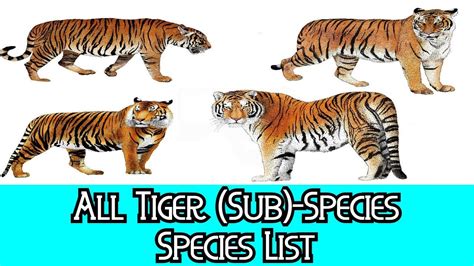 All Tiger Subspecies Species List Youtube