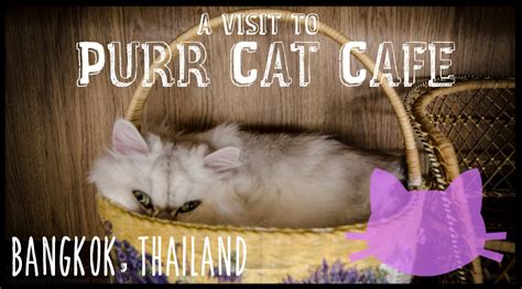 Purr is boston's very first cat café ! Purr Cat cafe - Bangkok Thailand - Featured Images ...