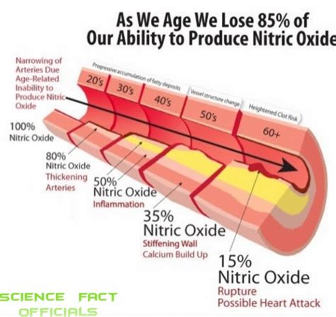 How Nitric Oxide Prevent Heart Attack