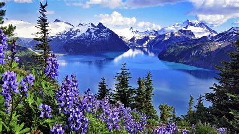 Landscape Spring Wildflower Canada Lake Mountain Reflection Hd Mind
