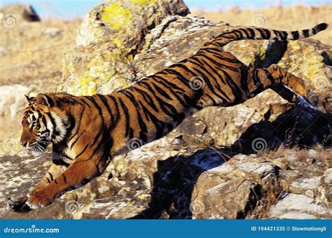 Bengal Tiger Panthera Tigris Tigris Adult Leaping From Rock Stock