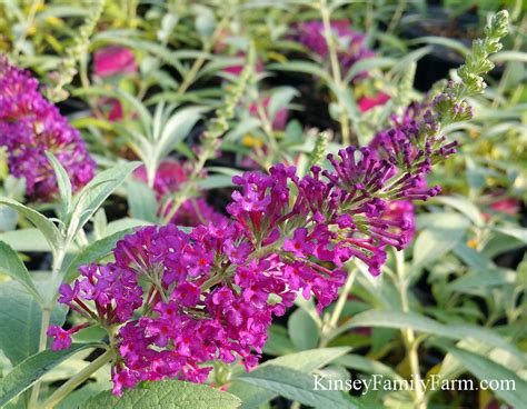 A beautiful shrub that produces beautiful purple flowers is the butterfly bush. Butterfly Bush Georgia - Flowering Bushes, Shrubs | Kinsey ...