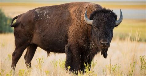 Discover The 8 Official State Animals Of Kansas