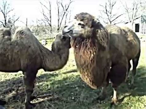 The humps on the camel store fatty tissues for sustenance of the animal during extreme drought conditions. Bactrian Camels for sale - YouTube