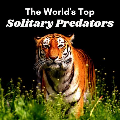 Top 5 Solitary Predators Dangerous Lone Hunters In The Wild Owlcation