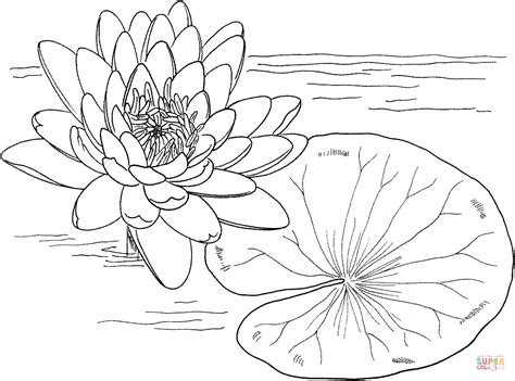 The lotus flower and the water lily, two pond plants that produce gorgeous blossoms. Nymphaea Mexicana or Yellow Water Lily coloring page ...