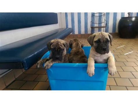 Akc Registered Bullmastiff Puppies Roswell Puppies For Sale Near Me