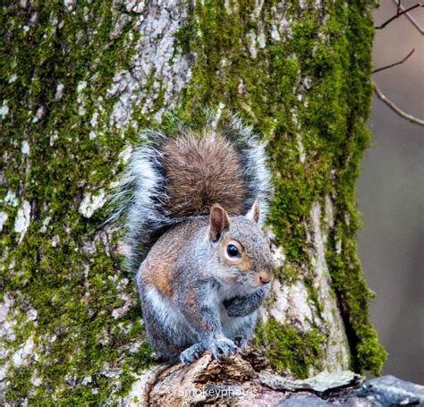Eastern Grey Squirrel Pics